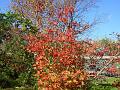 2007-1030_1105_13,3 _C_Autumn_Colours